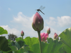 ハス花とトンボ